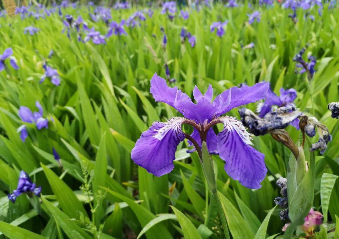 七十二花信 | 立夏一候:溪荪得地恣芬芳_鸢尾花