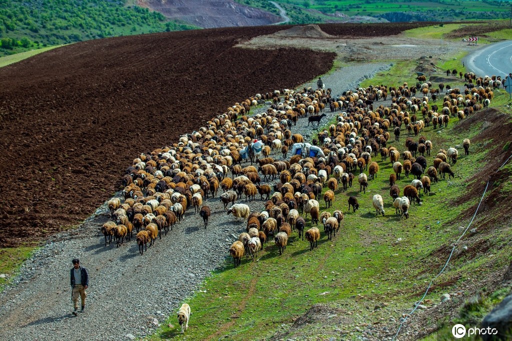 土耳其牧民山间放牧 浩浩荡荡颇为壮观