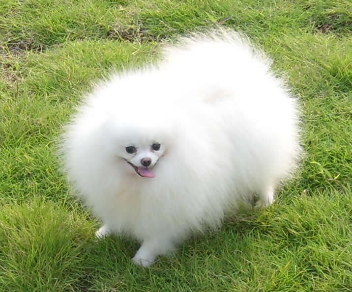 小型白色长毛狗品种图片