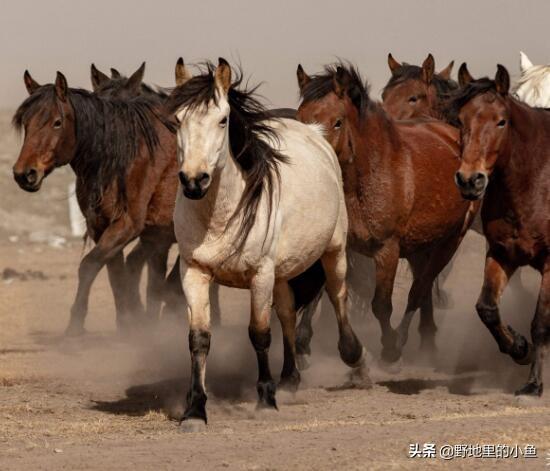 汗血宝马多少钱一匹 顶级纯种汗血宝马多少钱一匹 十万个为什么 家庭百科