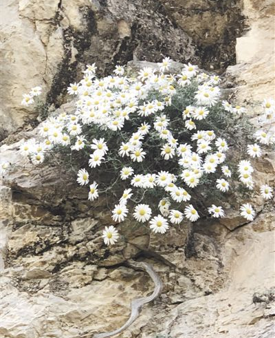 吕晋慧供图山西制作药茶,饮用药茶历史悠久.