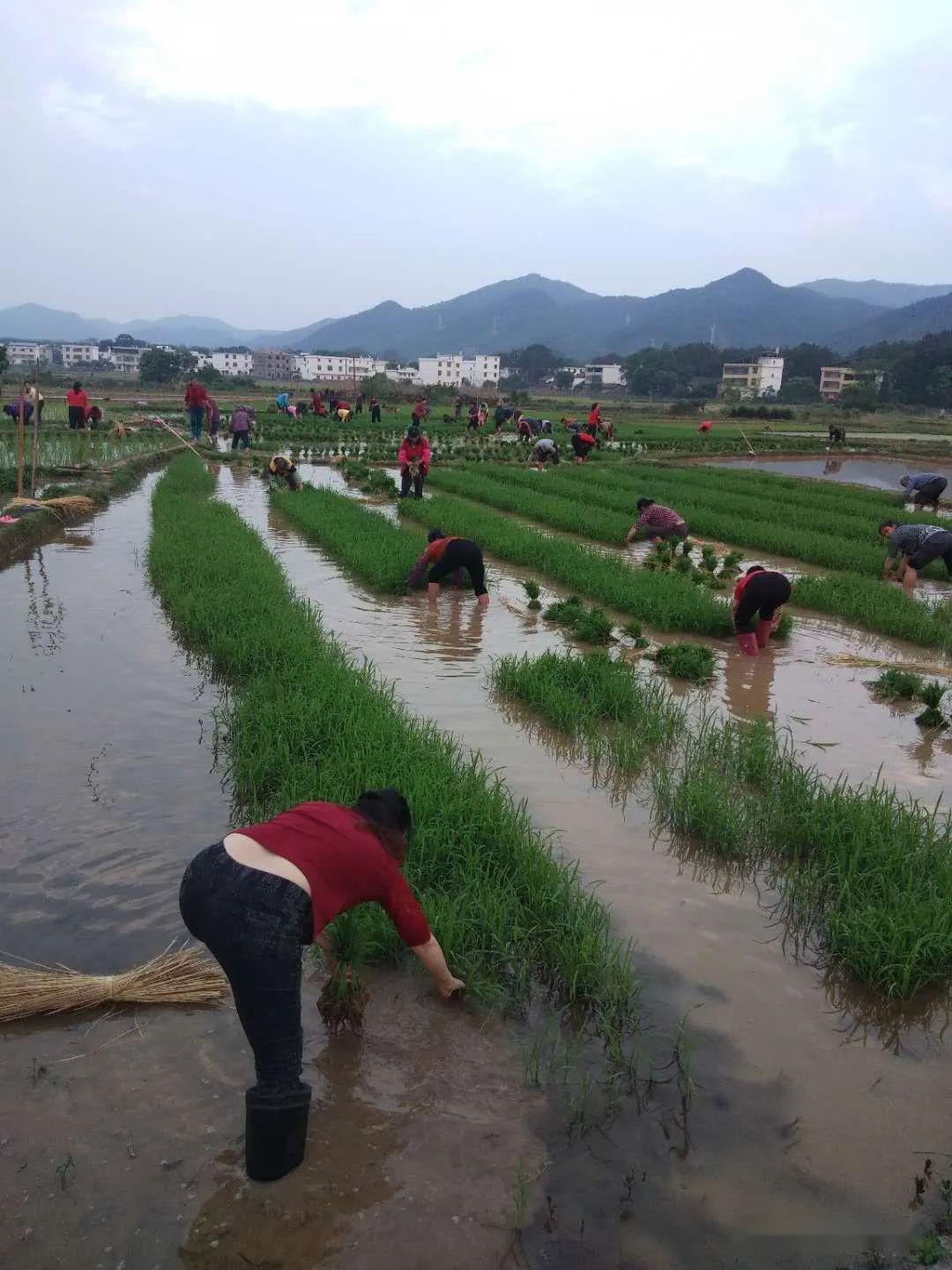 谢坊镇:五一人不闲,春耕忙种田