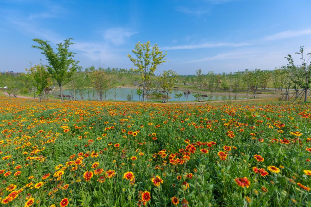 无锡这些网红花海又刷屏啦256g的内存都不够拍