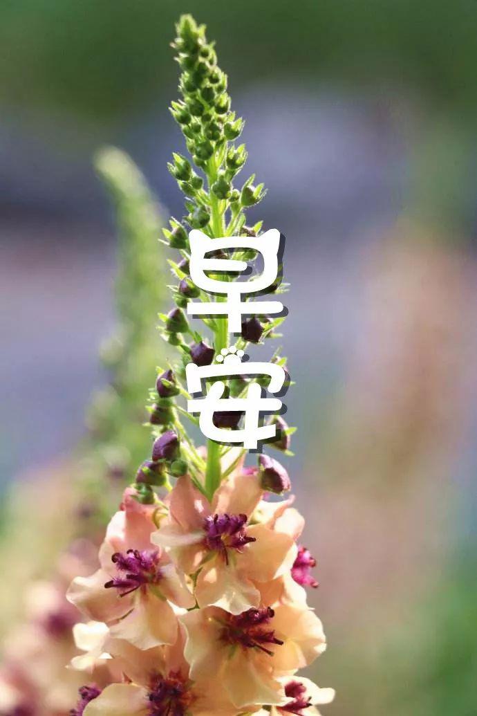 早安心语图片带字早安正能量鼓励语录