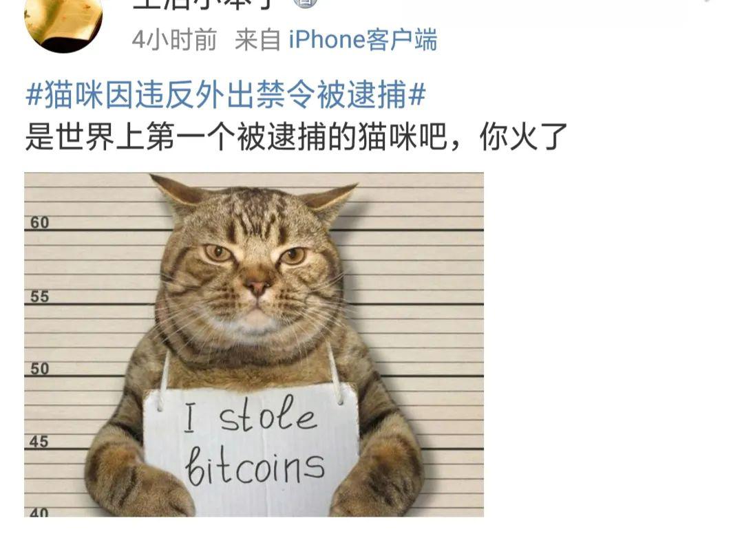 猫咪入狱举牌高清照片图片