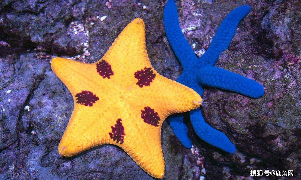 海星是如何使自己的身体移动的