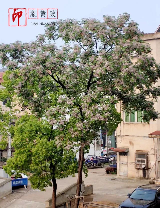 梨花白了,桃花红了,油菜花谢了,映山红谢了…花开花谢,绿肥红瘦.