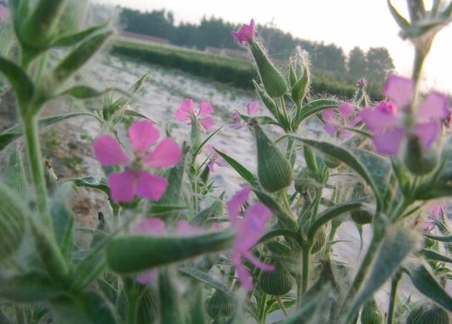 这菜只有麦子地里有比荠菜马生菜还好吃网友来我地里拔吧