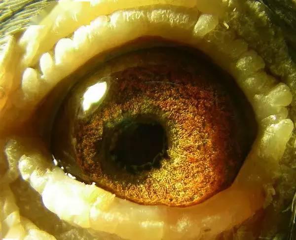 养鸽子的你,绝对没见过(内线口)