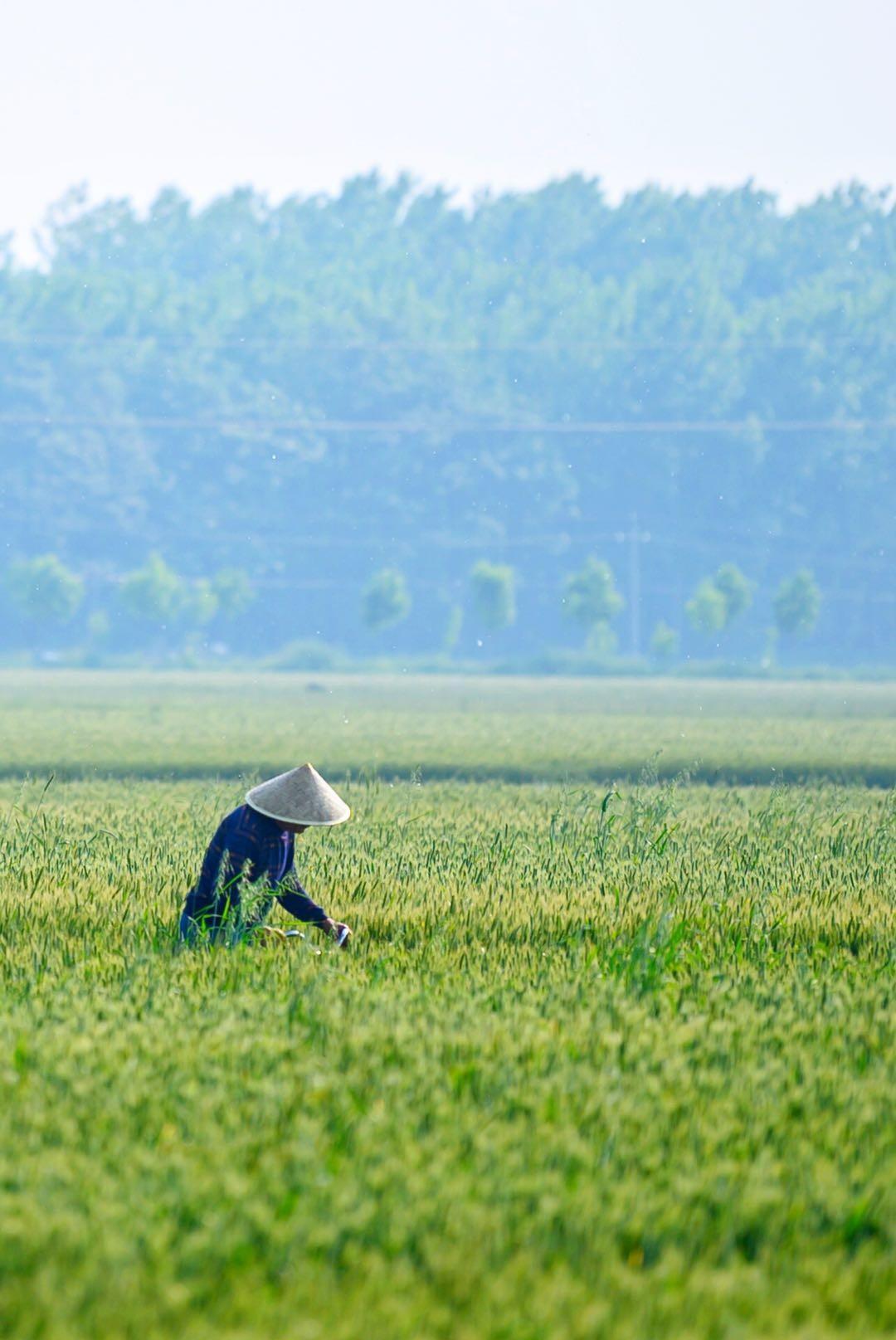 临颍:小猛同学走到田间地头,拍下了这组充满生活气息的乡村照_照片