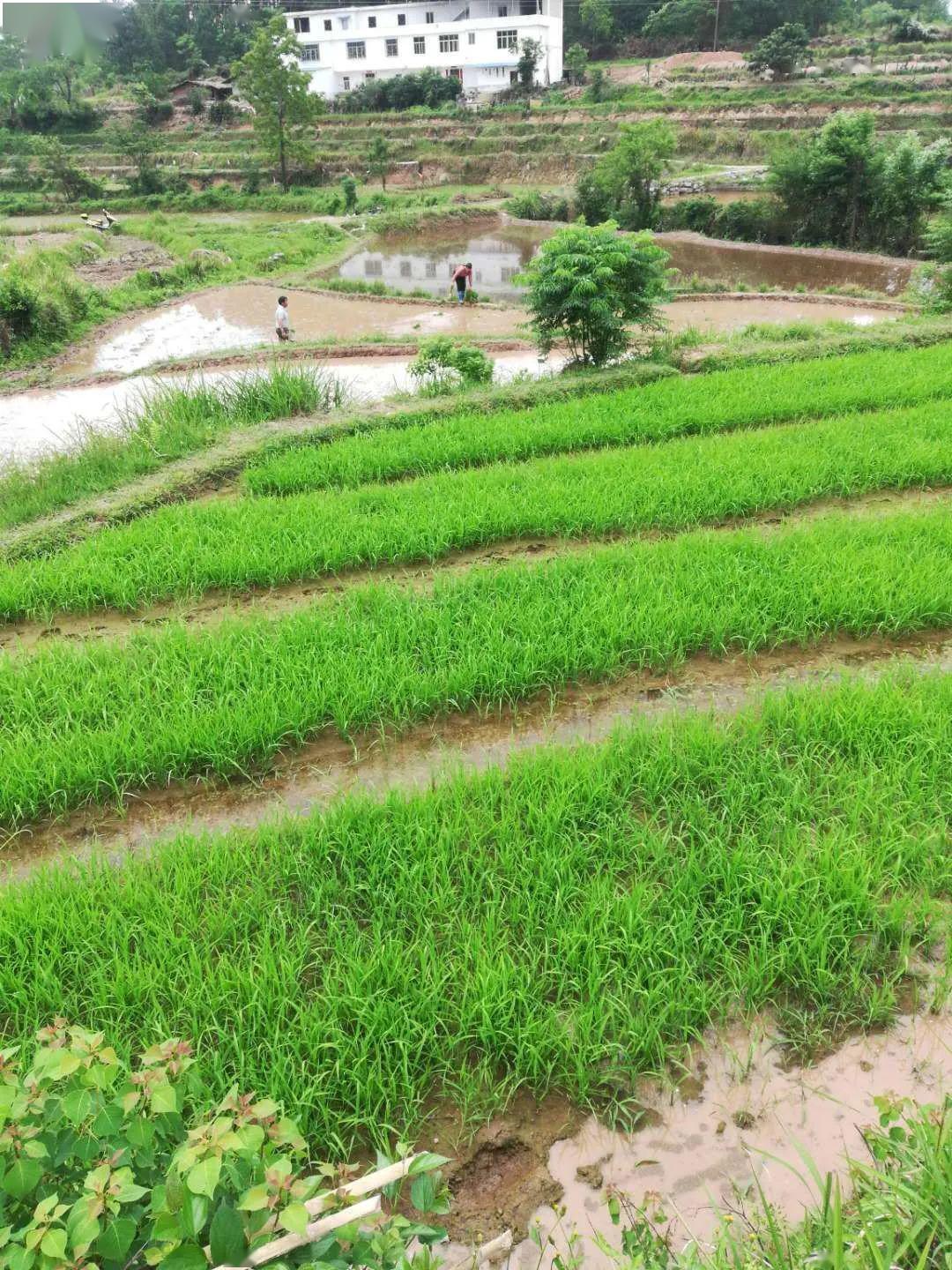 谢坊镇:五一人不闲,春耕忙种田