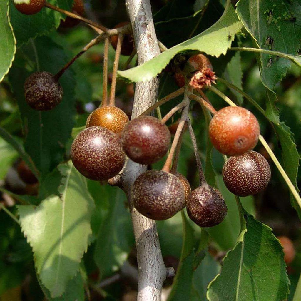 以说书人的姿态讲经典读大邦之风李山讲诗经