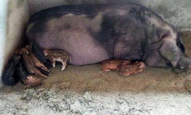 母猪意外怀孕生下一窝漂亮猪宝宝到底是谁干的
