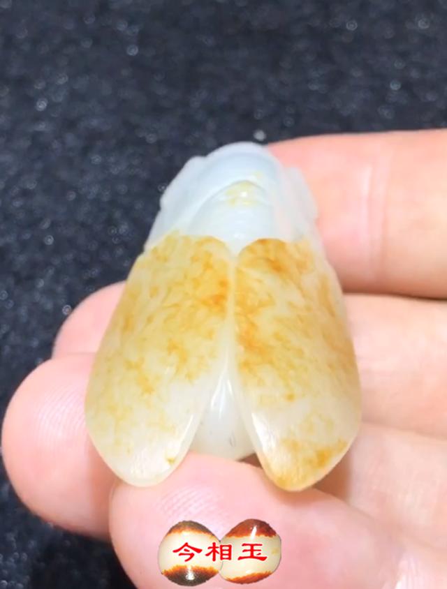 每日美玉:金皮玉蝉