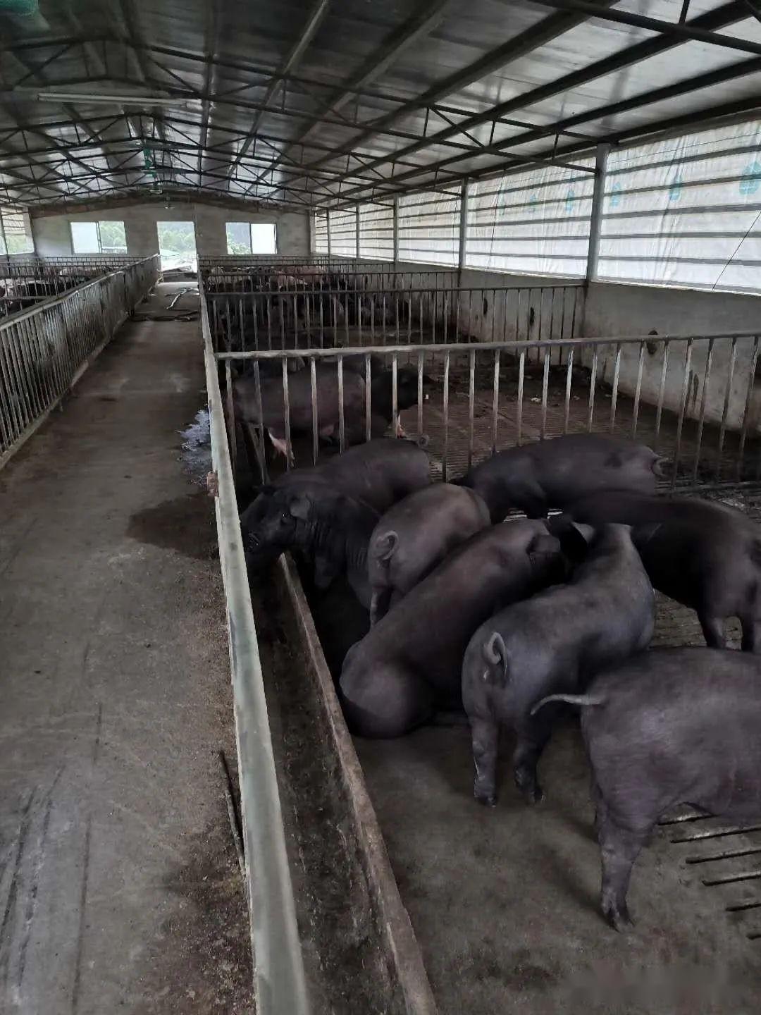 这个广西北海市合浦县的猪场一直没有非洲猪瘟骚扰益生菌中草药带来的