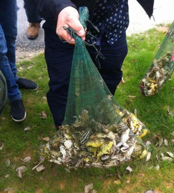 廉江人注意呢两男子抓青蛙摊上大事了面临三年以下徒刑