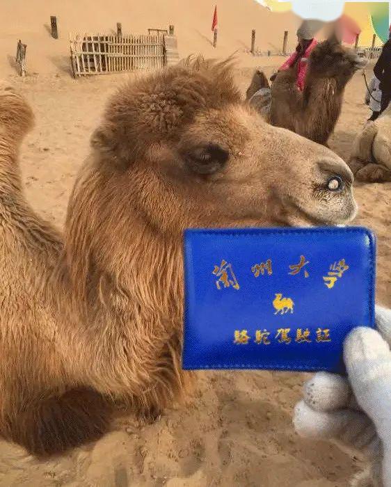 什么难事,你可能不知道,在我们西北,除了机动车驾驶证,还有骆驼驾驶证