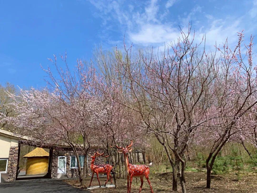 五一去哪玩賞花餵魚泡溫泉長春市郊最大吃喝玩樂一體園區138元複式