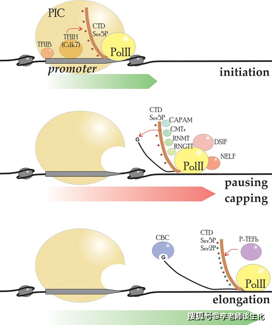 真核生物mRNA的加工修饰与转录调控（一）_可变