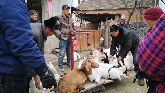 姑姥家卖大羊15头羊卖18529元小琳感觉卖亏了大家看看咋样