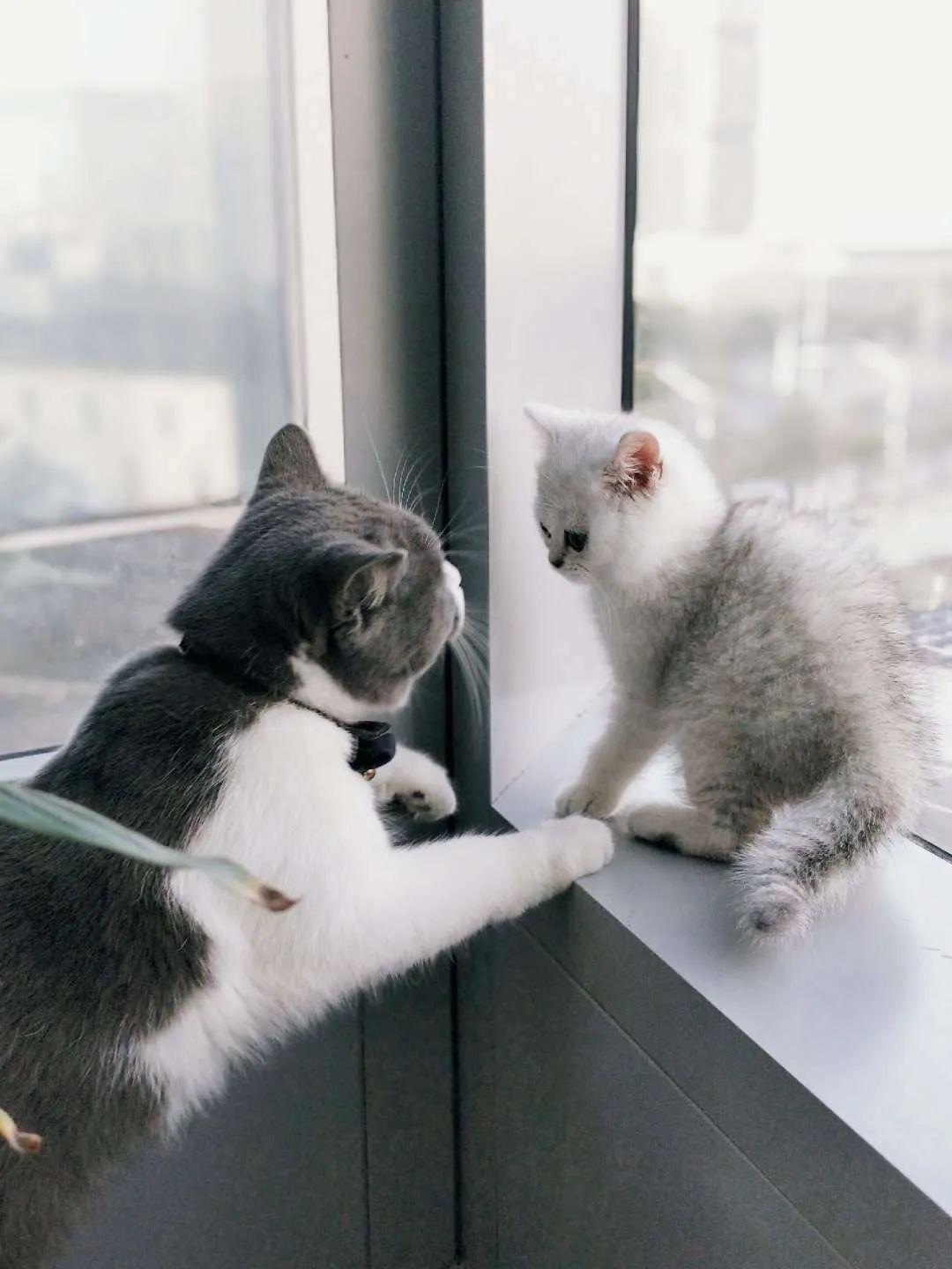 你是如何拒绝一只猫的深情?