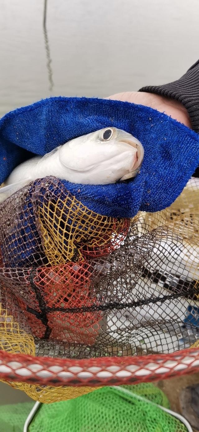 清蒸海罗非:斤装咸水罗非两条,开两边,内藏和血洗干净,中间条主骨我