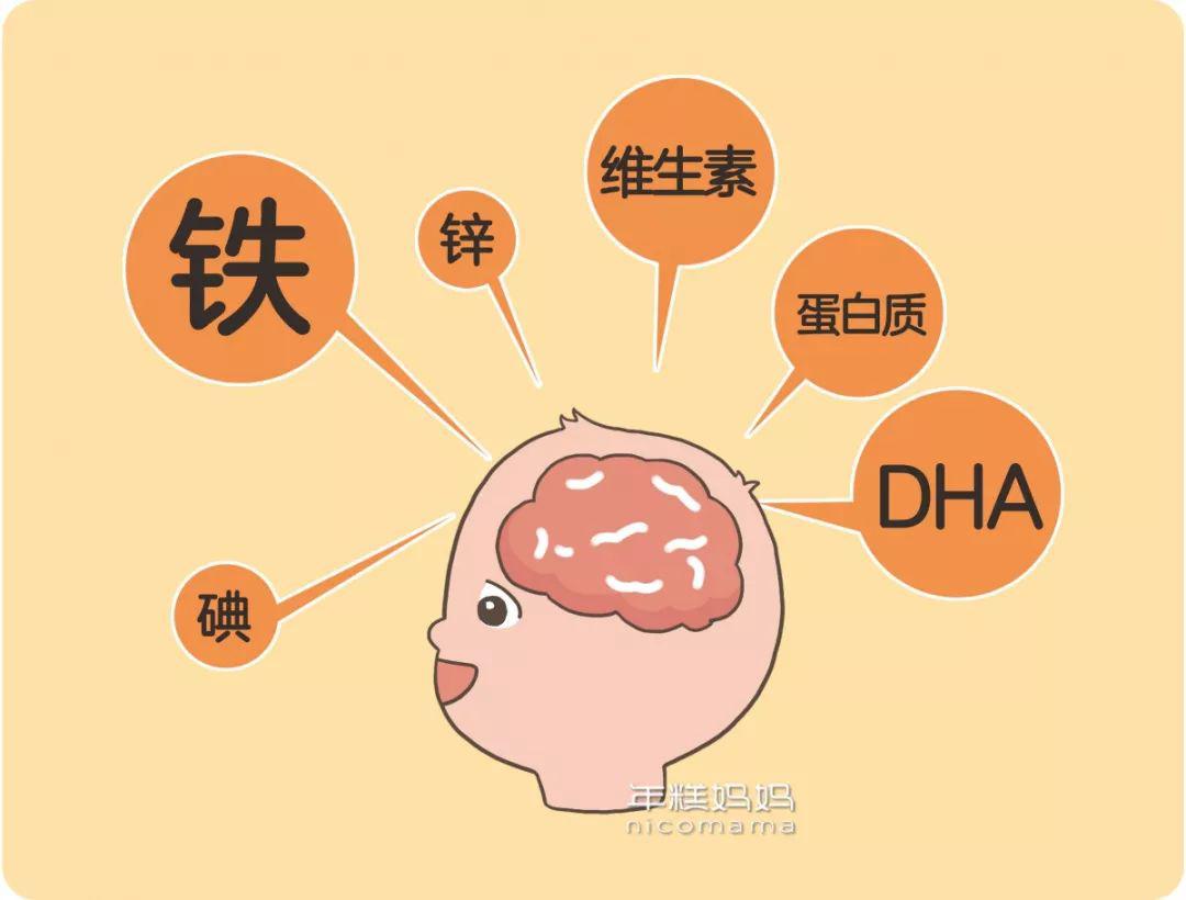 石外爱乐国际早教这33种食物最补脑宝宝大脑发育黄金期建议每周吃几样