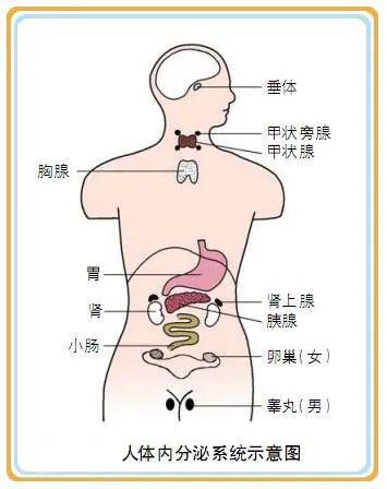胰岛,肾上腺,性腺等多个腺体,以及分布在其他器官的内分泌组织和细胞
