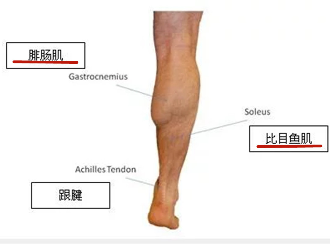 腓腸肌和比目魚肌合稱為小腿三頭肌.位於小腿的後面.