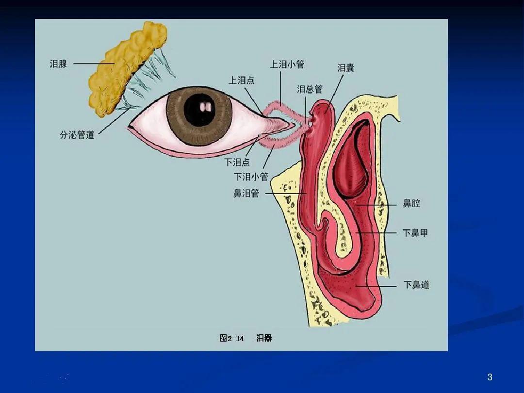 泪腺的解剖位置图片图片