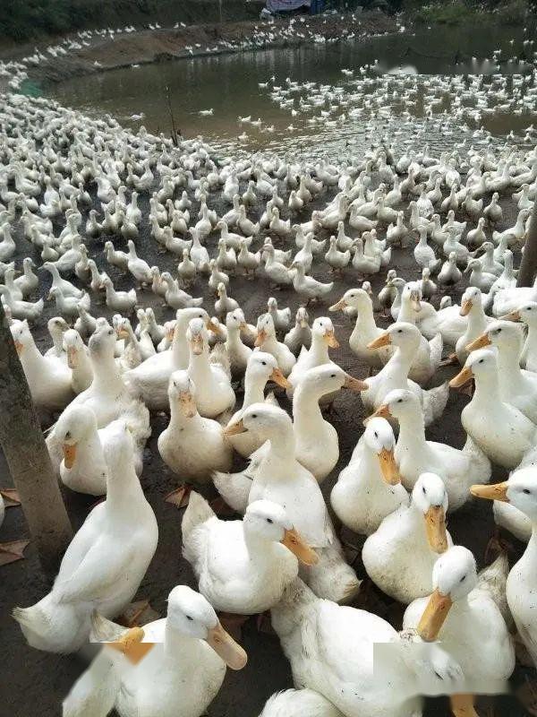 高密度樱桃谷鸭养殖场运用微生物技术后水体活爽不臭鸭群健康操作技术