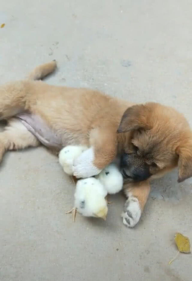 原创小狗狗搂着小鸡仔玩耍,任凭鸡仔在足下穿梭,画面十分的有爱