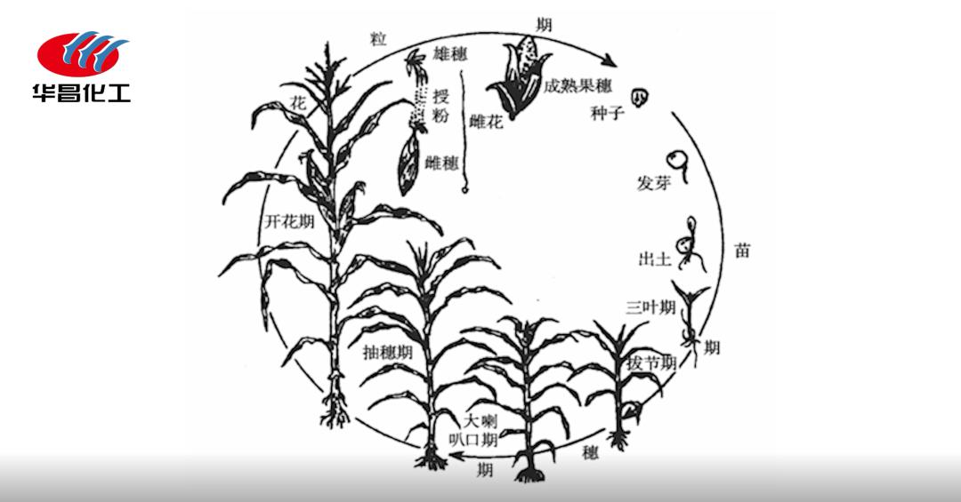 华昌农技小课堂第六讲都是长效肥玉米肥该如何选择