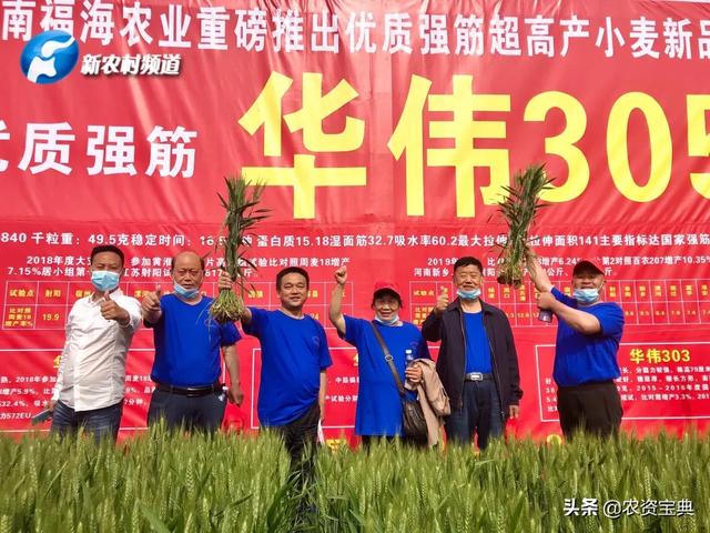 据了解,华伟305属于优质强筋小麦品种,目前已通过国家初审,华伟305的
