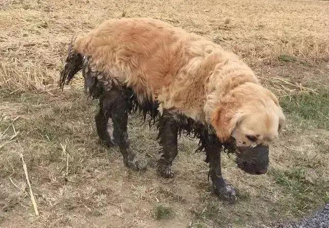 "呜~~,我刚摔了个狗啃泥,是真真正正的狗啃泥!