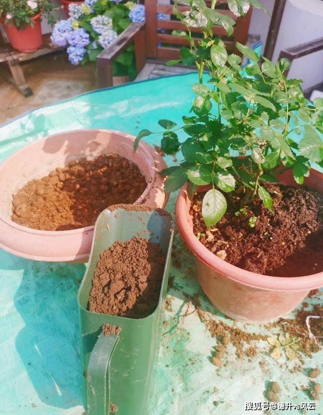 20种自制营养土肥的流油不用花钱买