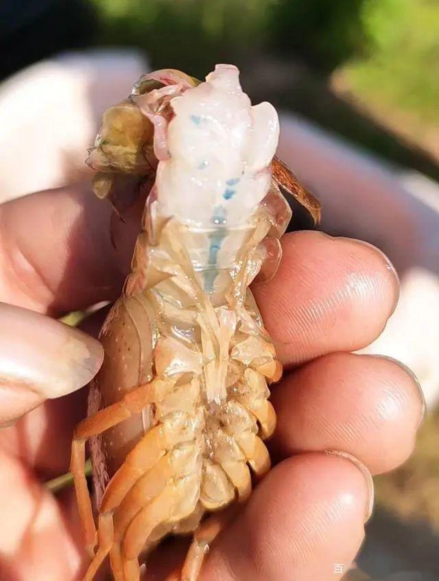 应对龙虾黑色五月瘟预防细则如下