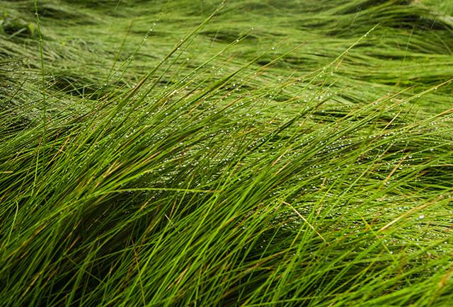 蔺草经济适用栽培时掌握7个配套环节有助于收获优质的蔺草