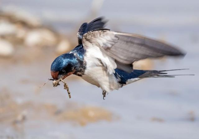 洛河水暖天气暖谁家新燕啄春泥