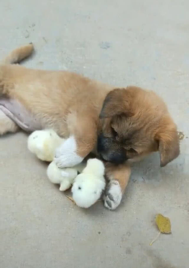 原创小狗狗搂着小鸡仔玩耍,任凭鸡仔在足下穿梭,画面十分的有爱