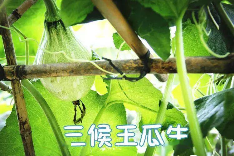 三候王瓜生:王瓜是华北特产的爬藤植物,在立夏时节快速攀爬生长,到了