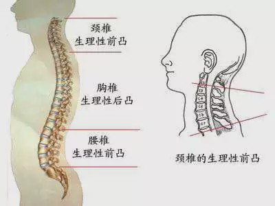 你有没有“头前伸”的体态？你的耳朵与肩膀是一条直线吗？_交叉