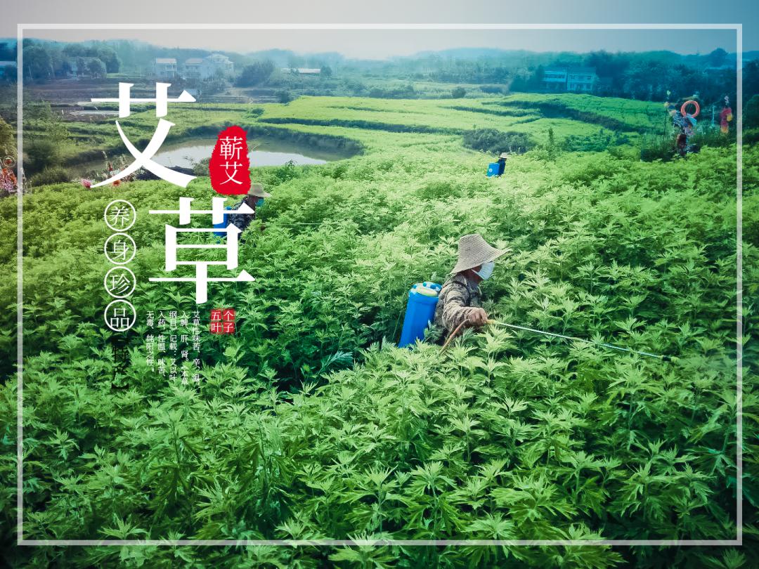 艾草洗澡好处多把艾草做成沐浴露是不是更方便