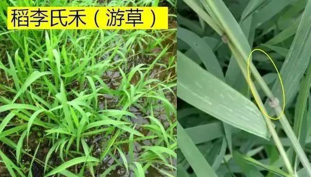 稻田雜草圖譜及常用藥施用技術_李氏禾