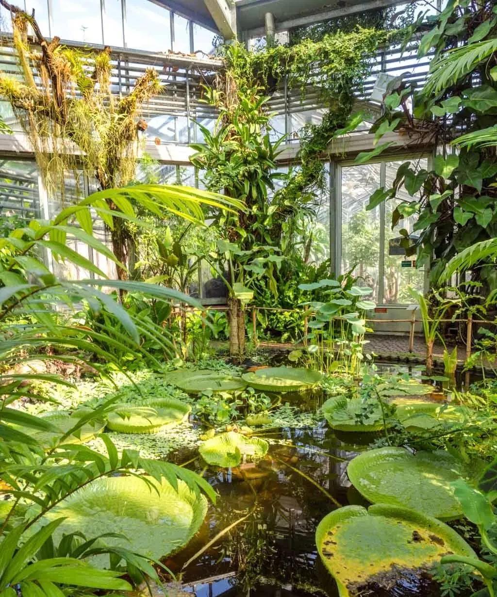 botanical garden日内瓦植物园生长着16000余种植物:玫瑰,大丽花,药用