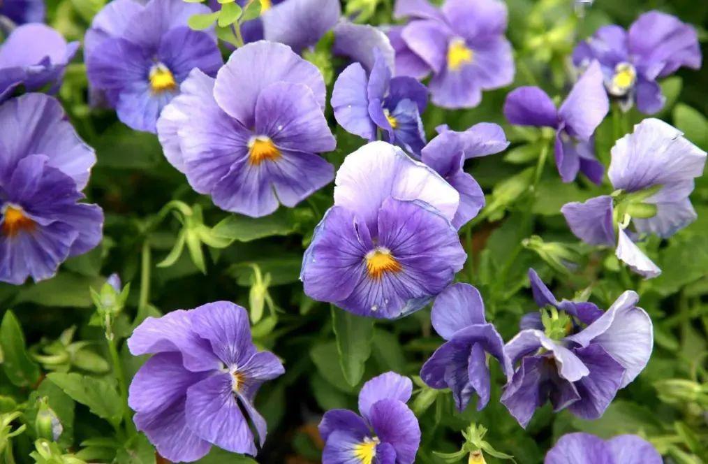 晓夏初立斗指东南河汉欲曙天