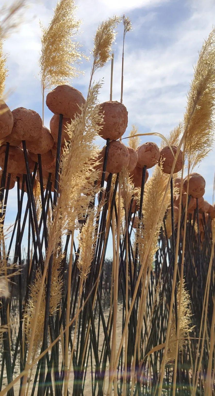 以地作画克拉玛依青少年戈壁滩上创作巨幅幸运草