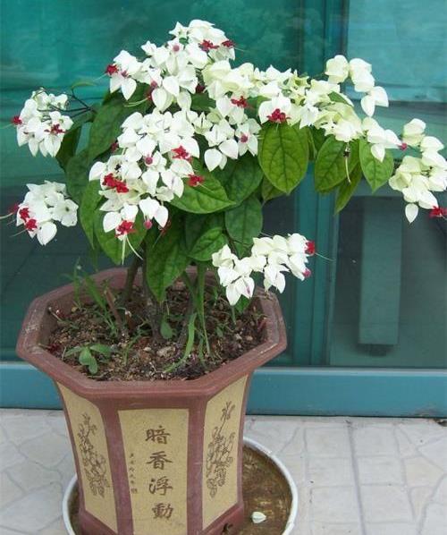 原创龙吐珠的叶片总发蔫做好以下几点轻松恢复生机