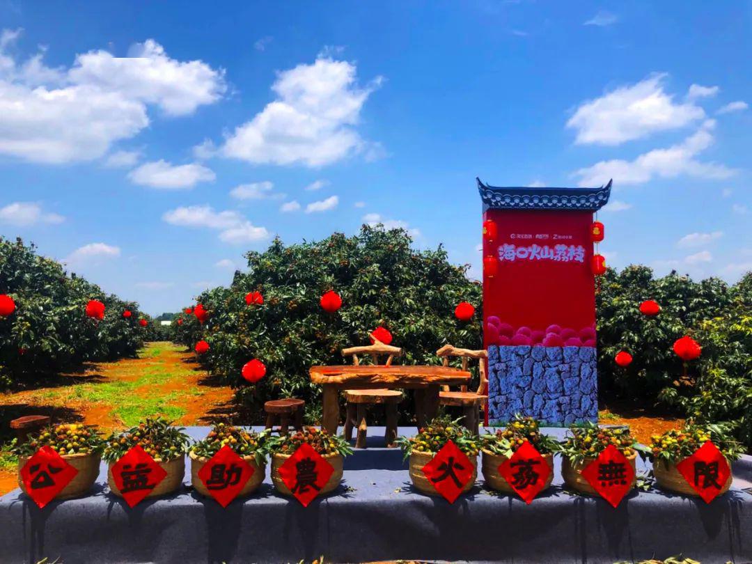 厉害了这个组合直播已带动线上线下超300万斤海口火山荔枝交易量