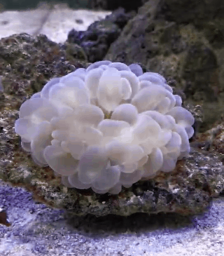 气泡珊瑚一种lps(大水螅体珊瑚)它随水流摇摆,通过长长的触手来猎食微